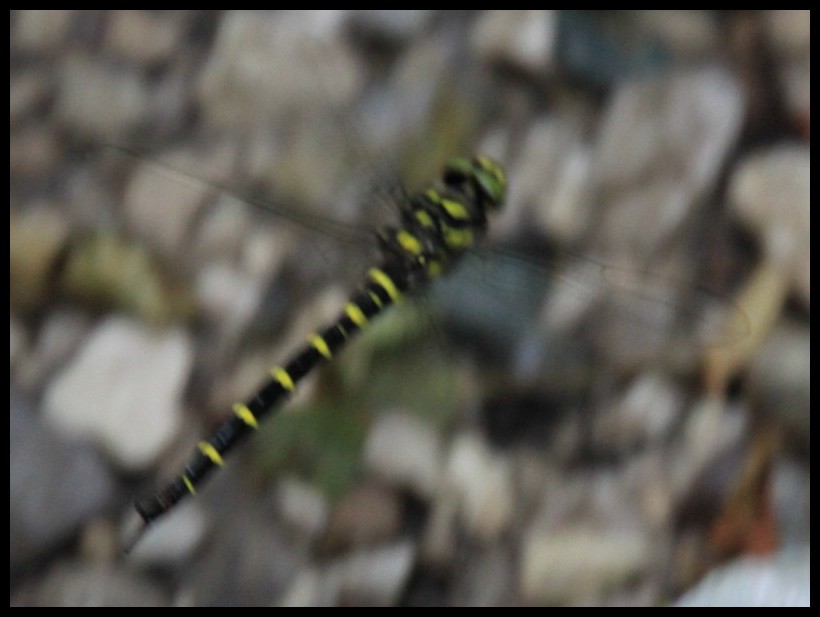 Corduligaster... boltoni?